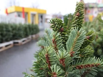 В каждой области Украины есть плантации по выращиванию новогодних елок, на которых растет 13 млн деревьев