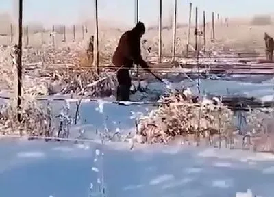 Борьба с мышами: в РФ рабочих вывели полоть траву под снегом в "минус" 25