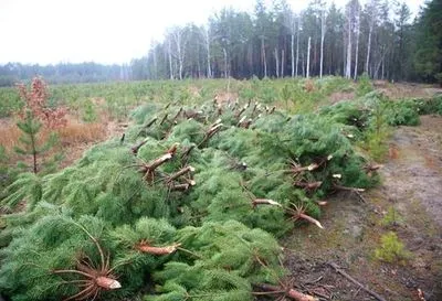 "Новогодние воры елок": дельцы подпольно нарубили деревьев на полмиллиона