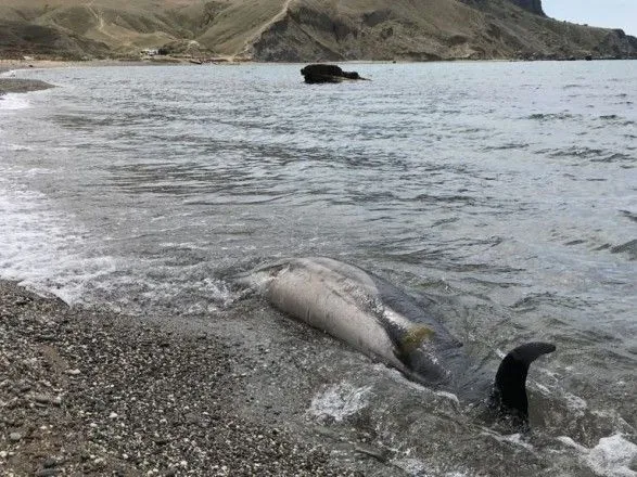 В окупованому Криму кількість загиблих дельфінів за рік зросла на третину