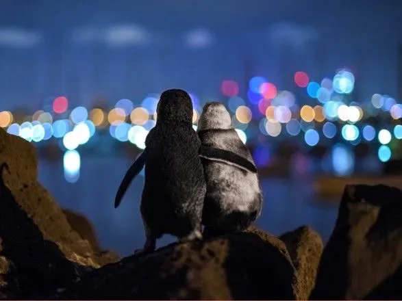 pingvini-yaki-vtishayut-odin-odnogo-yake-foto-otrimalo-ocean-photograph-award