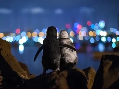 Пінгвіни, які "втішають" один одного: яке фото отримало Ocean Photograph Award