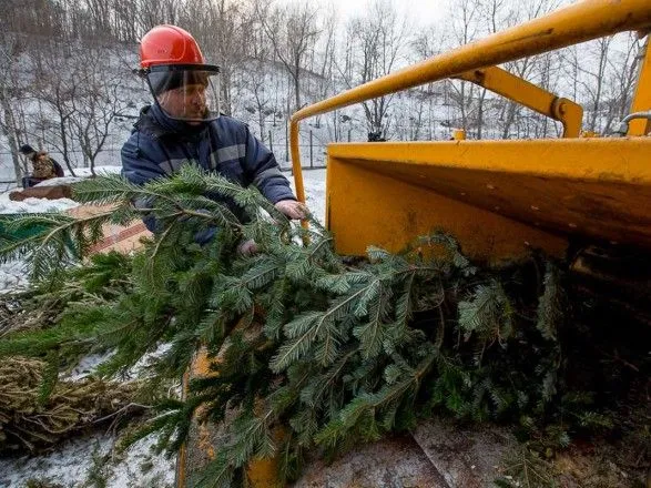 В Киеве с 1 января елки можно будет сдать на утилизацию