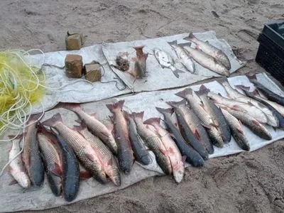 В Запорожской области браконьеры выловили краснокнижной рыбы на около 115 тыс. гривен