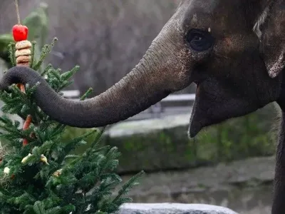 У столичному зоопарку попросили не приносити їм "використані” новорічні ялинки