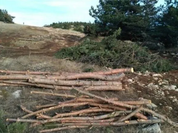 Оккупанты вырубают лес в Крыму на Ай-Петри якобы для строительства "газопровода" - активисты