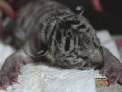 В зоопарке Никарагуа родился редкий белый тигренок