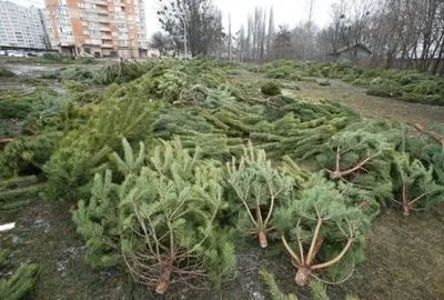 Киевлян призывают сдавать елки на переработку: в столице открыто 15 пунктов сбора