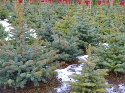 В Украине убытки из-за незаконной продажи елок составили более 400 тыс. грн