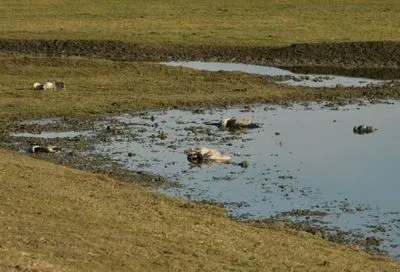 В заповеднике "Аскания-Нова" вымерло около 200 краснокнижных журавлей