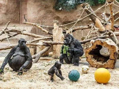 У зоопарку Сан-Дієго у горил підтвердили коронавірус