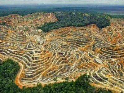 В мире за 13 лет вырубили более 43 млн гектаров тропических лесов - Фонд дикой природы