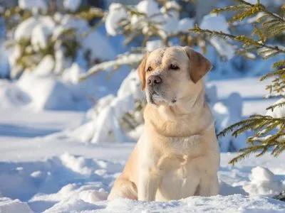 Как выгуливать собаку в мороз: советы ветеринара