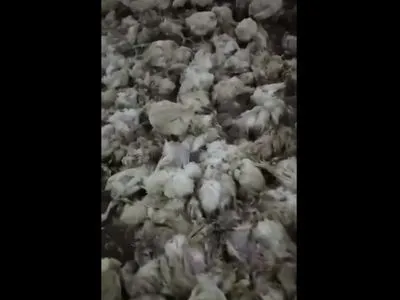 Жуткое видео: “Гаврилівські курчата” поедают друг друга от голода и холода