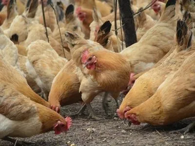 Чиї кури: в Україні не можуть ідентифікувати птахофабрику з могильниками