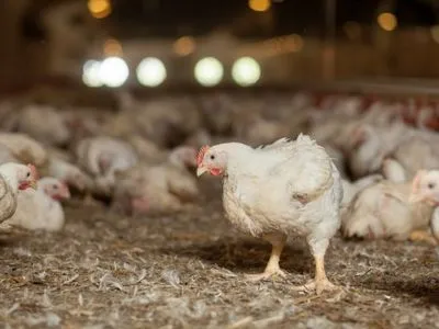 Госпродпотребслужба проверит куриный каннибализм на птицефабрике