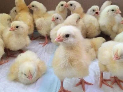"Гаврилівських курчат" нічим годувати: виробник пояснив зупинку виробництва