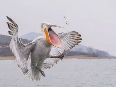 В Сенегале сотни пеликанов погибли из-за заразного птичьего гриппа