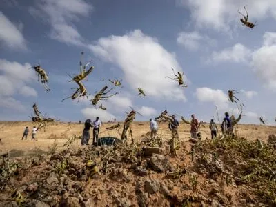 В Сомали объявлено чрезвычайное положение из-за нашествия саранчи