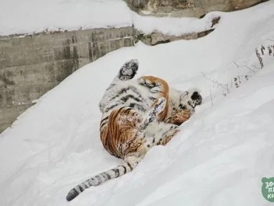 Тигр на снігу, припорошені верблюди та єнот: у київському зоопарку показали фото мешканців