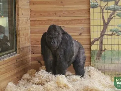 Врятувати дідуся Тоні: у столичному зоопарку фахівці борються за життя горили