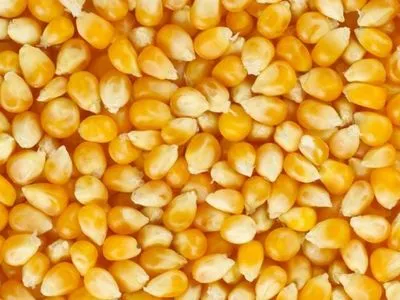 Мировые цены на кукурузу достигли семилетнего максимума