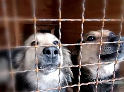 Ситуация в приюте для животных "Бест Френдс": поставщики отказывают в доставке необходимого из-за отсутствия дороги