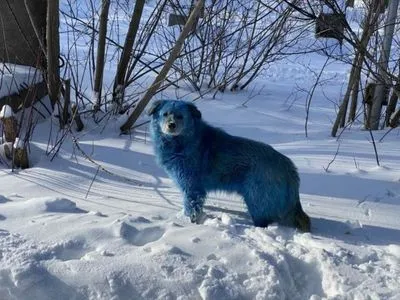 В России посинела стая собак