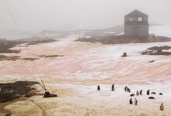 v-antarktidi-znovu-pomitili-zeleniy-ta-malinoviy-snig