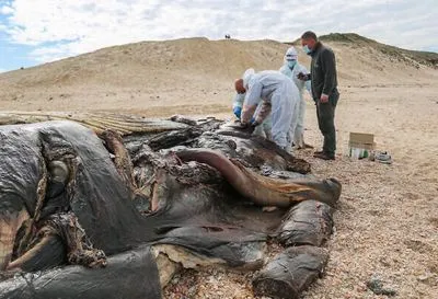 В Ізраїлі закрили пляжі через розлив нафтопродуктів
