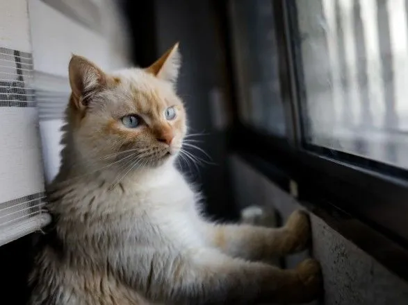 "Весенние" советы: пассажирам напомнили правила перевозки котов в поездах