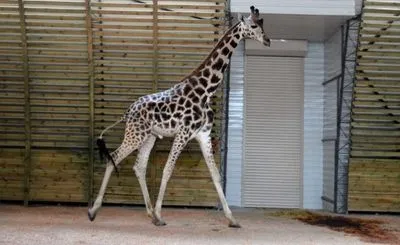 За жирафами в Николаевском зоопарке можно наблюдать онлайн