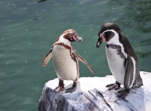 u-norvegiyi-pislya-misyatsiv-karantinu-vaktsinuyut-pingviniv