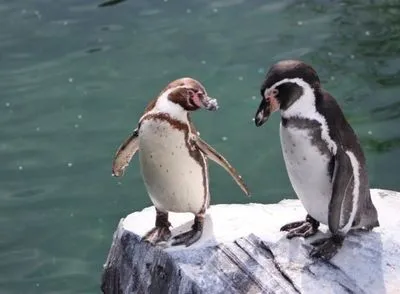 У Норвегії після місяців карантину вакцинують пінгвінів