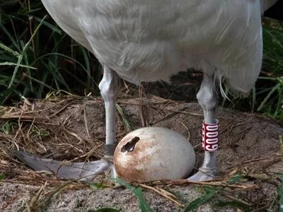 У 70-летней самки альбатроса вылупился птенец