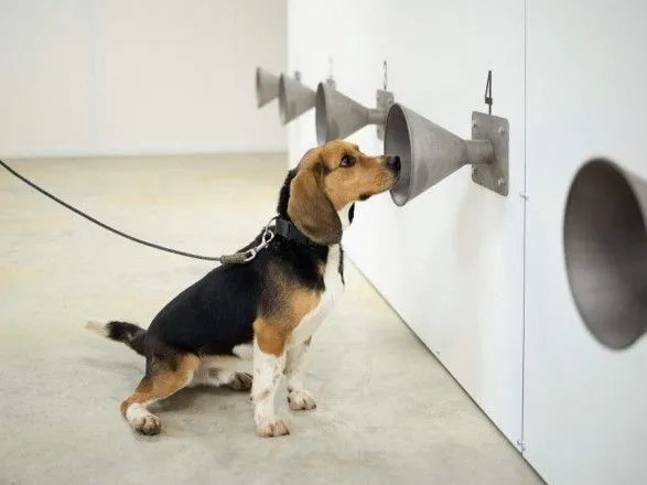 Обоняние собаки - лучший ПЦР-тест: хвостатые могут обнаружить коронавирус с первого дня заражения