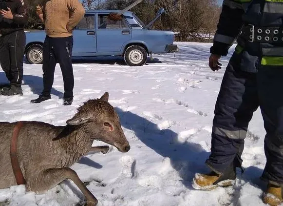 В Полтавской области оленята провалились под лед, убегая от собачьей стаи