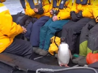 В Антарктиді пінгвін заскочив у човен до туристів, втікаючи від косатки