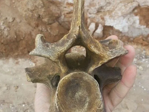 Под Черноморском были найдены останки доисторического животного
