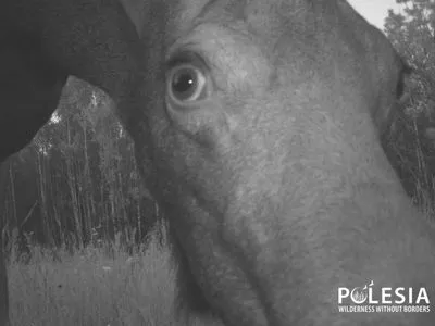 Чиє "око" там підморгує? З'явились знімки тварин, які розглядають фотопастки у Чорнобильському заповіднику