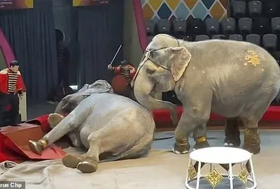 Дуэль за самца: в российском цирке слонихи на арене устроили драку