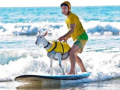 Коза-серфінгістка: спортсмен із Каліфорнії навчив тварину підкорювати хвилі