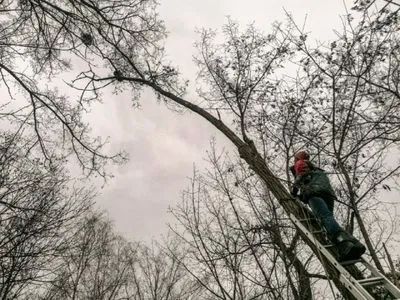 Вскарабкался на 12-метровую высоту: под Киевом спасатели сняли с дерева енота