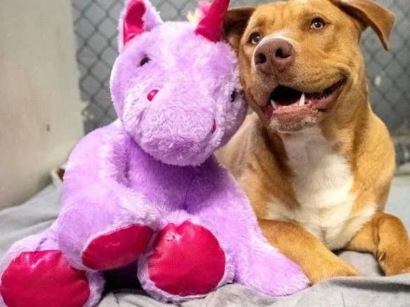 В США собака из приюта несколько раз “украла” игрушечного единорога из магазина: офицер купил ей игрушку
