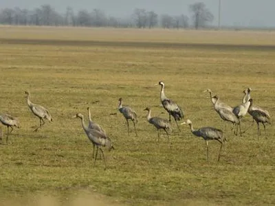 "Армагеддон продолжается": в Украине обнаружены новые трупы "краснокнижных" птиц