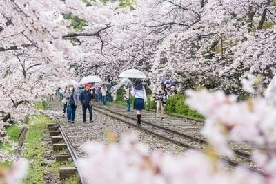 В Японії аномально рано зацвіли сакури