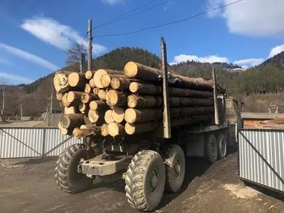 За рік вивезли за кордон лісу на 15 млн гривень: на Прикарпатті заблокували схему нелегального експорту