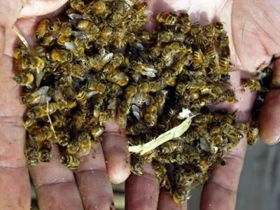 Отрута за розкладом: за знищенням журавлів очікується масова загибель бджіл і зростання кількості онкохворих