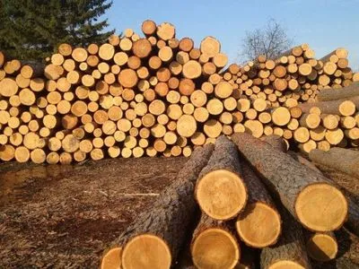 Древесина на экспорт: за два года с Карпат по схеме вывозили ель на миллионы гривен