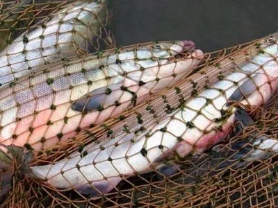 В Україні стартує нерестова заборона на вилов риби